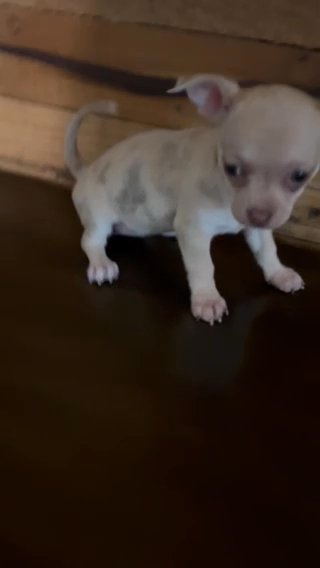 Brownie in Urbana, Ohio