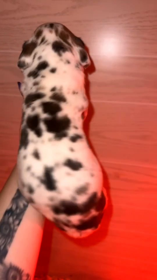 Fawn Harlequin Great Dane in Bristol, Virginia