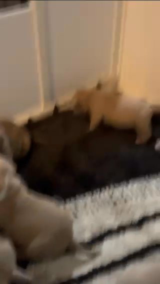 “QUALITY” American Bully pups in Schenectady, New York