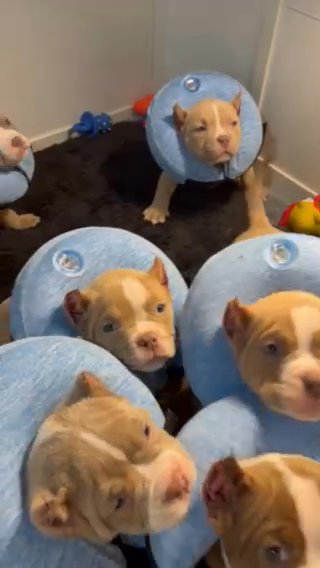 Top Quality American Bully’s in Schenectady, New York