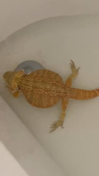 Red Morph Breaded Dragon in New Orleans, Louisiana