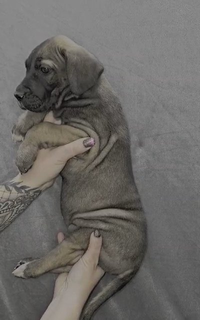 Fawn Great Dane in Bristol, Virginia