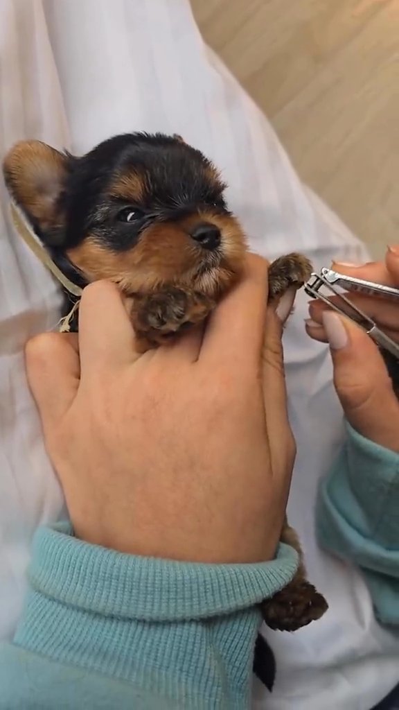 tiny teacup Yorkie for adoption in New York City, New York
