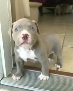 pitbull pup6 in Chicago, Illinois