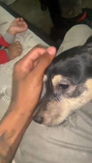 Issa mutt. Looks mostly terrier though. Maybe like a Jack Russell terrier, yorkie, etc thing in Houston, Texas