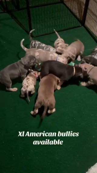 XL AMERICAN BULLY in Racine, Wisconsin