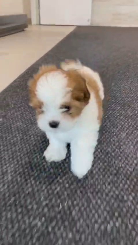 Havanese Puppies in Austin, Texas