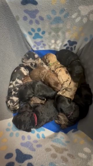 Standard F1B Bernedoodles in Denver, Colorado