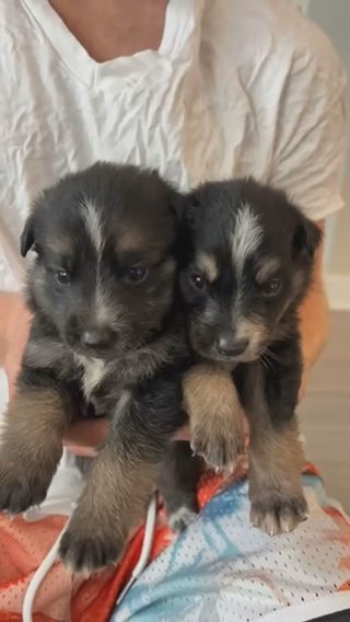German Shepherd Puppies!!! in Norfolk, Virginia
