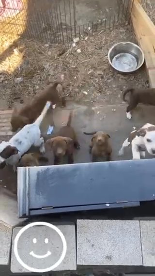 Pit bull Puppies in Mission, Texas
