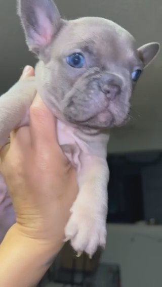 Frenchi in Dallas, Texas