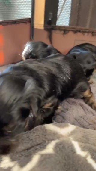 Teacup Yorkies in Huntsville, Alabama