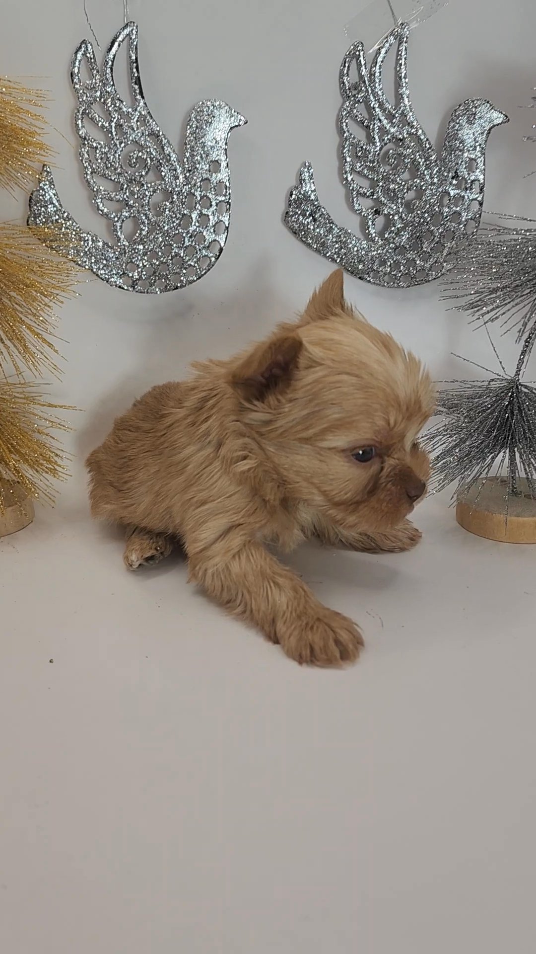 Garland AKC in Frederick, Maryland