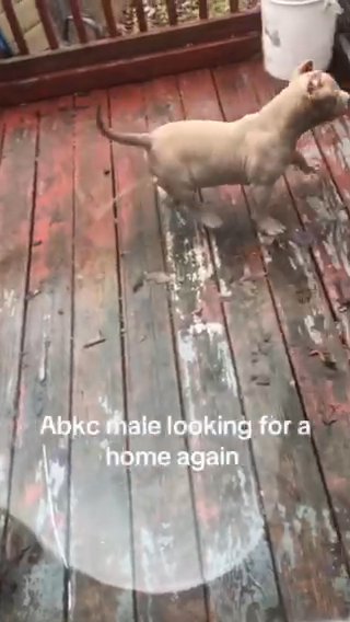 Pocket Bully Male Abkc in Radcliff, Kentucky