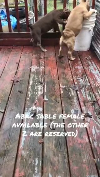 Pocket Bully Female in Radcliff, Kentucky