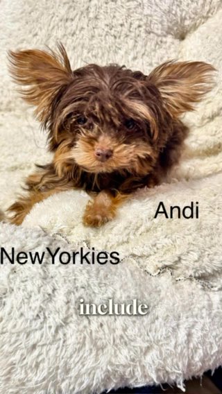 Tiny Male Yorkie in New Albany, Indiana