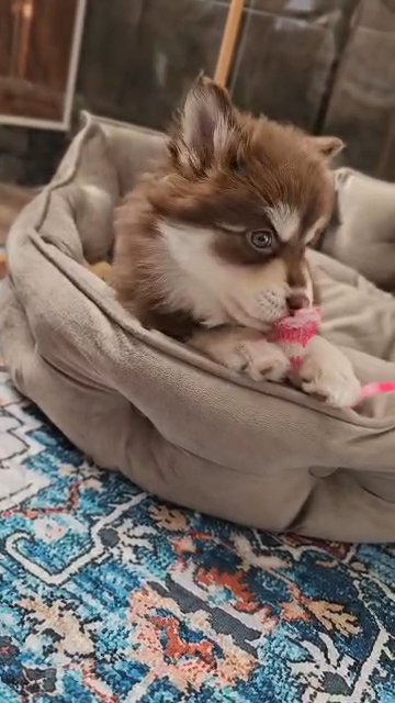 Coco pomsky female chocolate in Wausau, Wisconsin