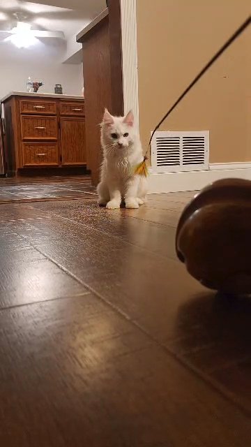 White Maine Coon in Burnsville, Minnesota