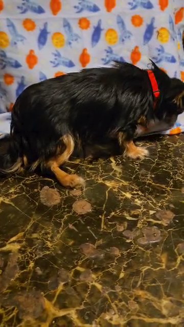 TEACUP BOY $1300 LONGHAIR CHIHUAHUA PUP BROOKLYN  NYC in New York City, New York