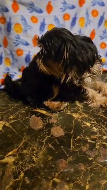 5MONTH BOY CHI-POO  $950  BROOKLYN  NYC in New York City, New York