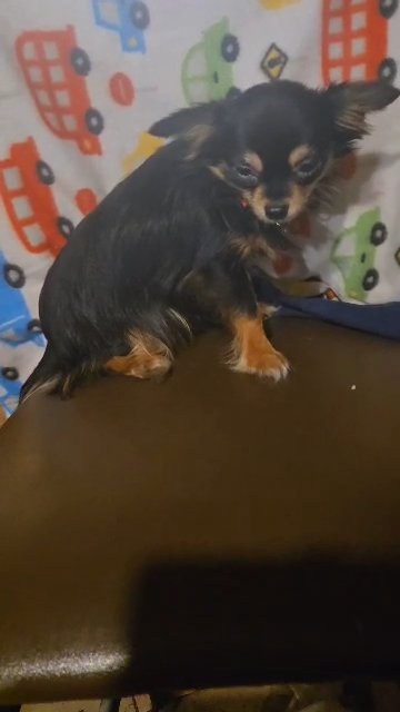 $1300 TEACUP BOY LONGHAIR CHIHUAHUA 5MONTHS BROOKLYN NYC in New York City, New York