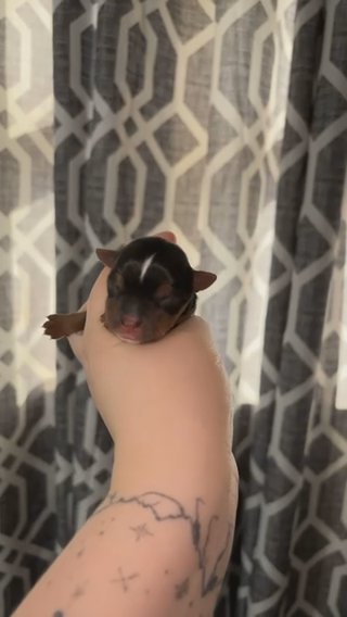 Male Yorkie in Oklahoma City, Oklahoma