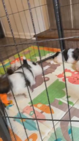 Toy Poodle Puppies in Atlanta, Georgia