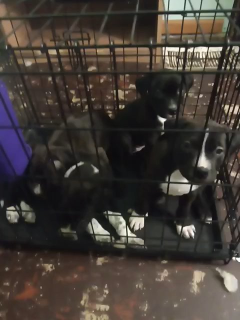 Discounted American Bully in Hammond, Indiana