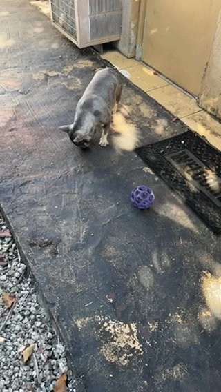 Adorable French Bulldog Seeking A Loving Home in Miami, Florida