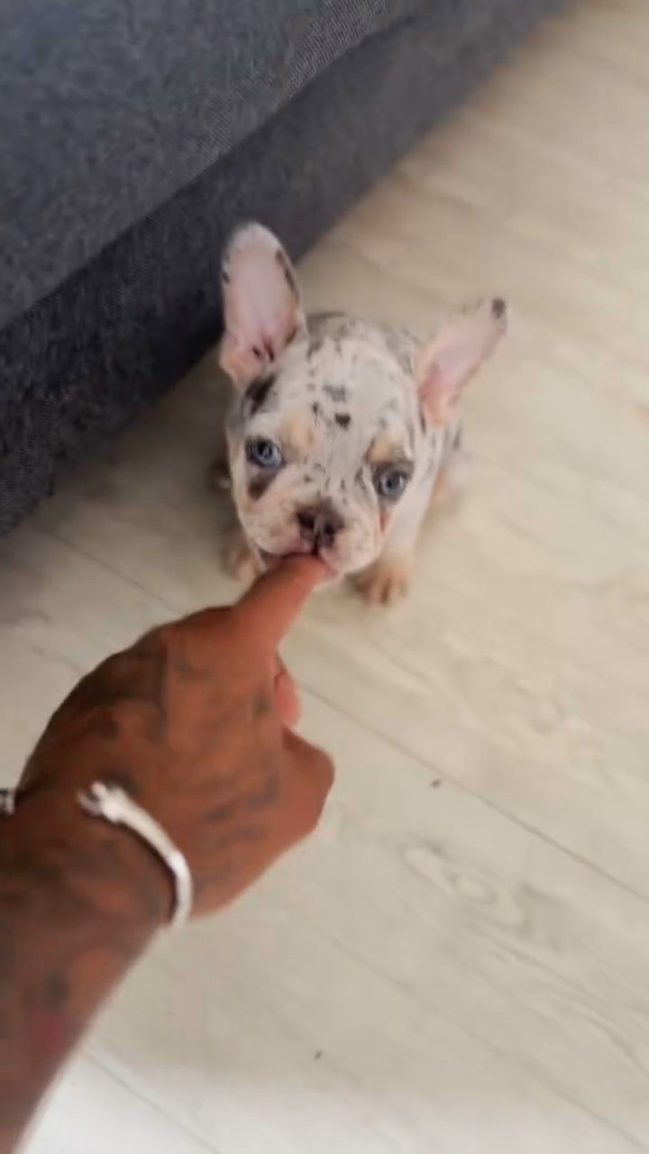 French bulldog in New York City, New York