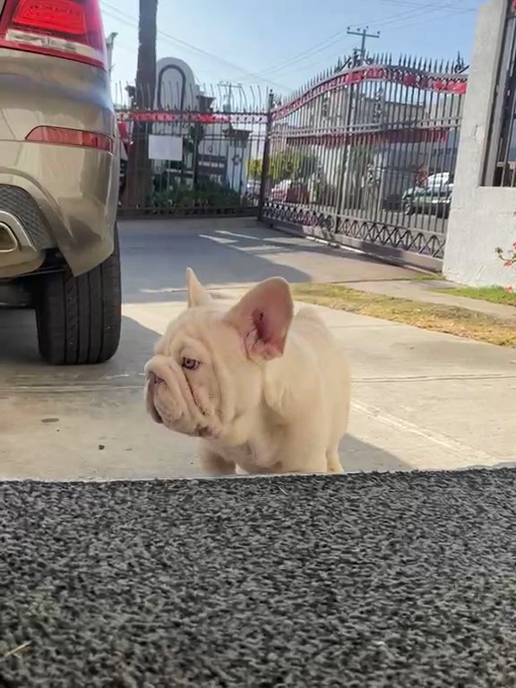 french bulldog big rope in San Diego, California