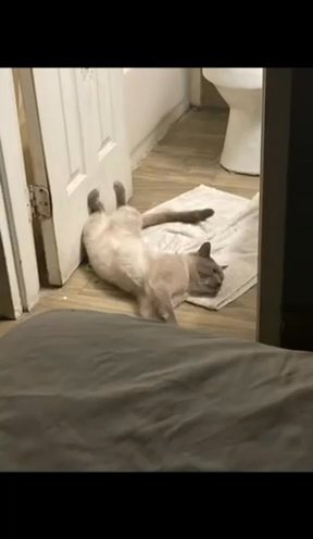 Siamese Cat? in San Antonio, Texas