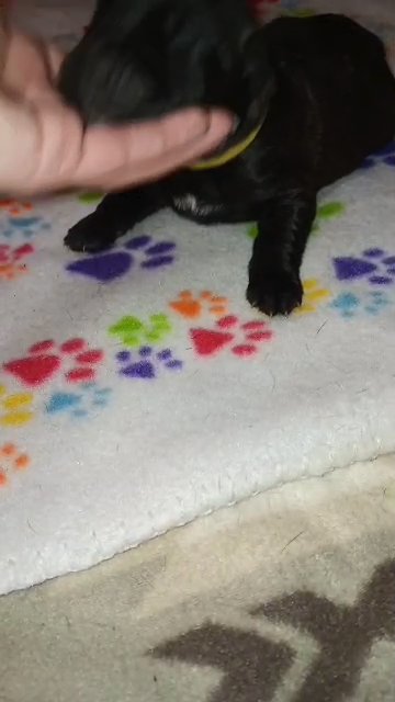 Sold~Light Green Collar Black Brindle Female in Paragould, Arkansas
