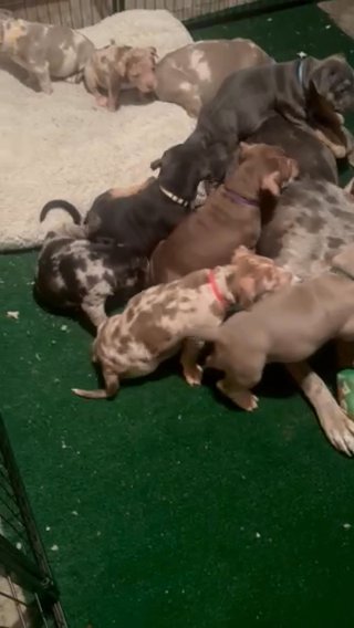 Xl American Bullies in Racine, Wisconsin