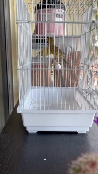 Canary in Tamiami, Florida