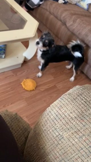 Baytoven Up For Adoption. in Farmington, Missouri