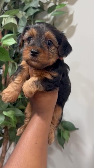 Yorkie Boy in Atlanta, Georgia