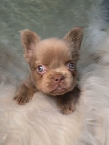 Isabella Fluffy Girl in North Bethesda, Maryland