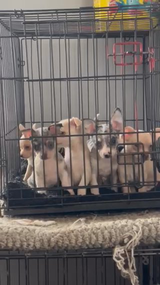 For Their Forever Homes in Urbana, Ohio