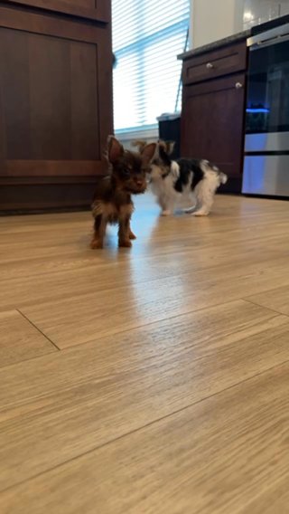 Tea cup Yorkie in Dallas, Georgia