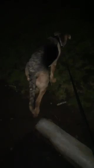 He LOVES to Track Things!!!! in Vancouver, Washington