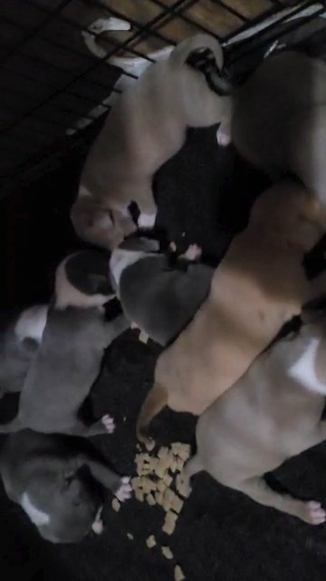 Pocket/Standard American Bully Pups in Elizabeth City, North Carolina