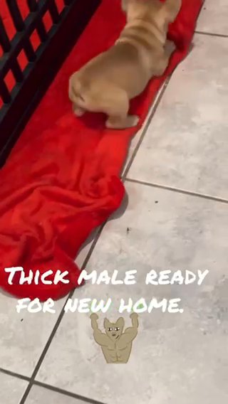 French Bulldog in Orlando, Florida