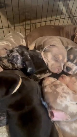 Xl American Bully in Racine, Wisconsin