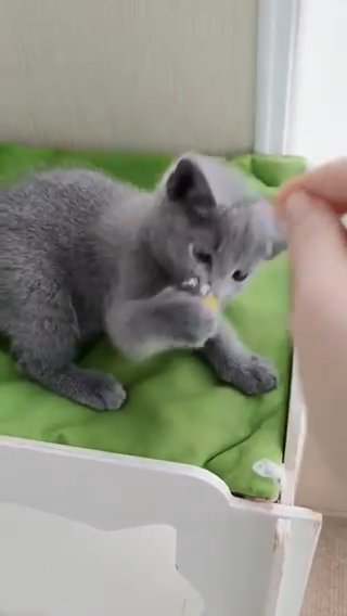 Purebred Russian Blue Cat in Winston-Salem, North Carolina