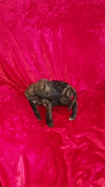 Onyx Brindle Female in Jackson, Tennessee