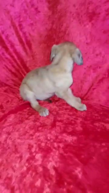 Fawn/Chocolate Merle in Jackson, Tennessee