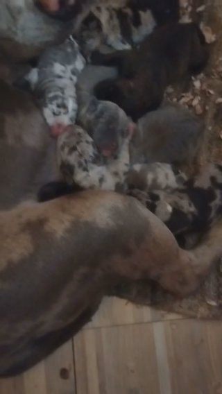 Xl Bully Pups in Beaufort, South Carolina