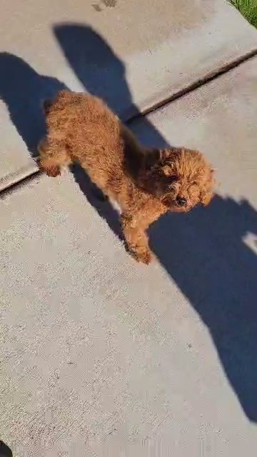 Kiwi in Scottsdale, Arizona
