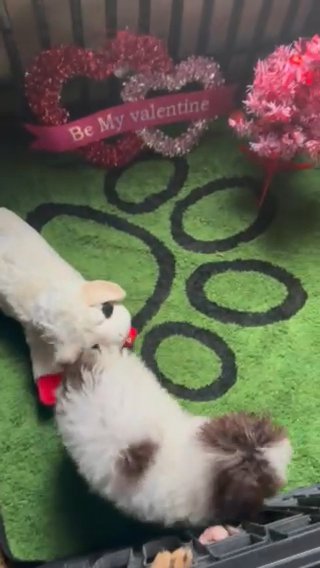 Toy poodle Aric in Sumter, South Carolina